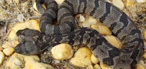 Σπάνιο φίδι με δύο κεφάλια ανακαλύφθηκε στις ΗΠΑ