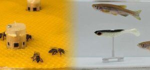 Μέλισσες επικοινώνησαν με ψάρια μέσω ρομπότ!