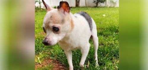 Πέθανε η σκυλίτσα που κατείχε το ρεκόρ του γηραιότερου σκύλου στον κόσμο