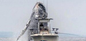To άλμα της φάλαινας που έγινε viral!