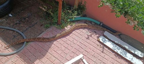 «Μα τώρα που ξυπνήσανε τα φίδια»: Βόας στη Σάμο, οχιά στο Κολωνάκι