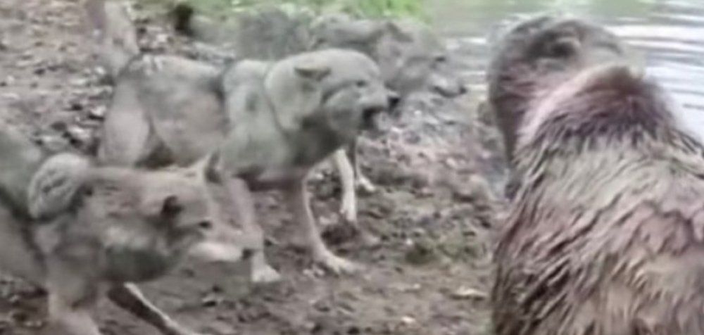 Σκληρό Video - Αρκούδες τρώνε ζωντανό λύκο σε ζωολογικό κήπο
