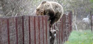 Καστοριά: Αρκούδα με το μικρό της σκαρφαλώνουν φράχτη για να κλέψουν κεράσια