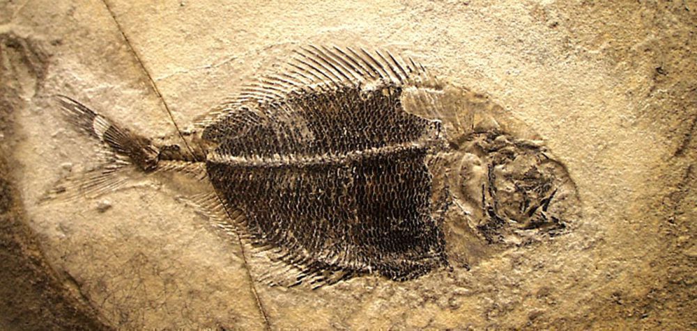 Βρέθηκε σε αρχαίο ψάρι το απολίθωμα της αρχαιότερης καρδιάς ηλικίας 380 εκ. ετών
