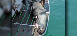 Σκότωσαν τον «Κωστή», τη διάσημη φώκια της Αλοννήσου, με ψαροντούφεκο