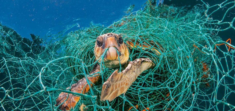 Σχεδόν οι μισές χελώνες στους ωκεανούς έχουν φάει πλαστικό