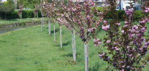 Τρίκαλα: Ανθισμένες κερασιές κατά μήκος του Ληθαίου ποταμού