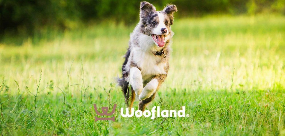 Woofland - Τα «άπαντα» του σκύλου και όχι μόνο!