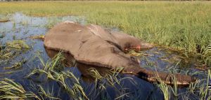 Μποτσουάνα: Λύθηκε το μυστήριο με τους εκατοντάδες νεκρούς ελέφαντες