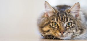 Γάτα βρέθηκε μετά από εννιά χρόνια, 1610 χιλιόμετρα μακριά