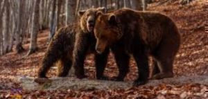 Φλώρινα: Τρεις αρκούδες πυροβολήθηκαν μέσα σε λίγες εβδομάδες