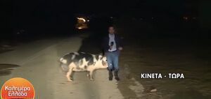 Γουρούνι κυνηγάει και δαγκώνει στον αέρα ρεπόρτερ του Καλημέρα Ελλάδα!