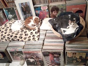 Βινύλια και γάτες: Πώς προφυλάσσεις τους δίσκους όταν έχεις κατοικίδια