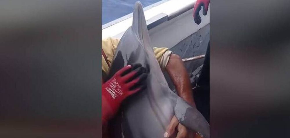 Το δελφίνι που έγινε viral περιμένοντας «σαν άνθρωπος» να το σώσουν