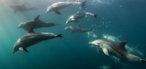 38 νεκρά δελφίνια από πετρελαιοκηλίδα