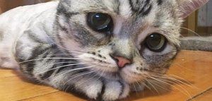 Δείτε την πιο δυστυχισμένη γάτα του κόσμου