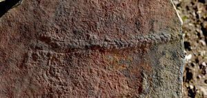 Ανακαλύφθηκε «σαρανταποδαρούσα» 550 εκατ. ετών