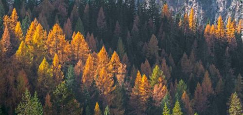 Ένα στα τρία είδη δέντρων της Γης κινδυνεύουν με εξαφάνιση