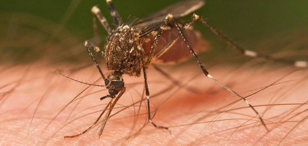 Αυξάνονται οι ασθένειες λόγω των κουνουπιών στην Ευρώπη