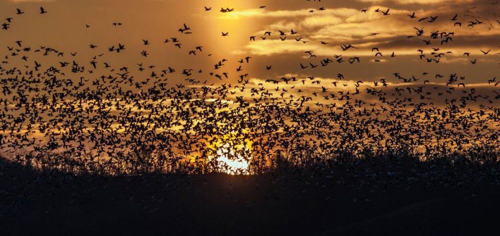 Παγκόσμια Ημέρα για τα Μεταναστευτικά Πουλιά - Γιατί είναι σημαντικά