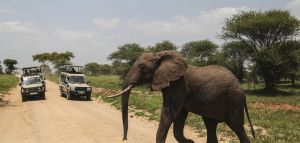 Ελέφαντας σκότωσε τουρίστρια σε σαφάρι στη Ζάμπια