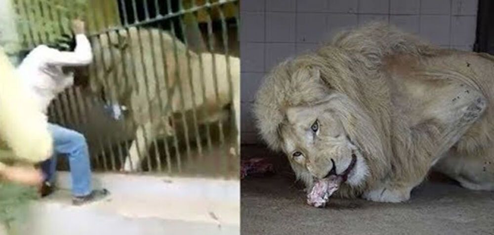 Λιοντάρι δαγκώνει το χέρι του φύλακα σε ζωολογικό κήπο