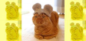 Γιαπωνέζος φωτογράφος φτιάχνει καπέλα για τις γάτες του!
