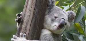 Αυστραλία: Το ενδεχόμενο να εξαφανιστούν τα κοάλα ως το 2050 δείχνει νέα έρευνα