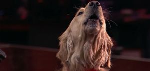 Ταλαντούχος σκυλάκος λαμβάνει μέρος στο «Αμερική έχεις ταλέντο»
