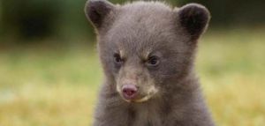 Μικρό αρκουδάκι εγκλωβίστηκε σε συρματόπλεγμα στην Καστοριά