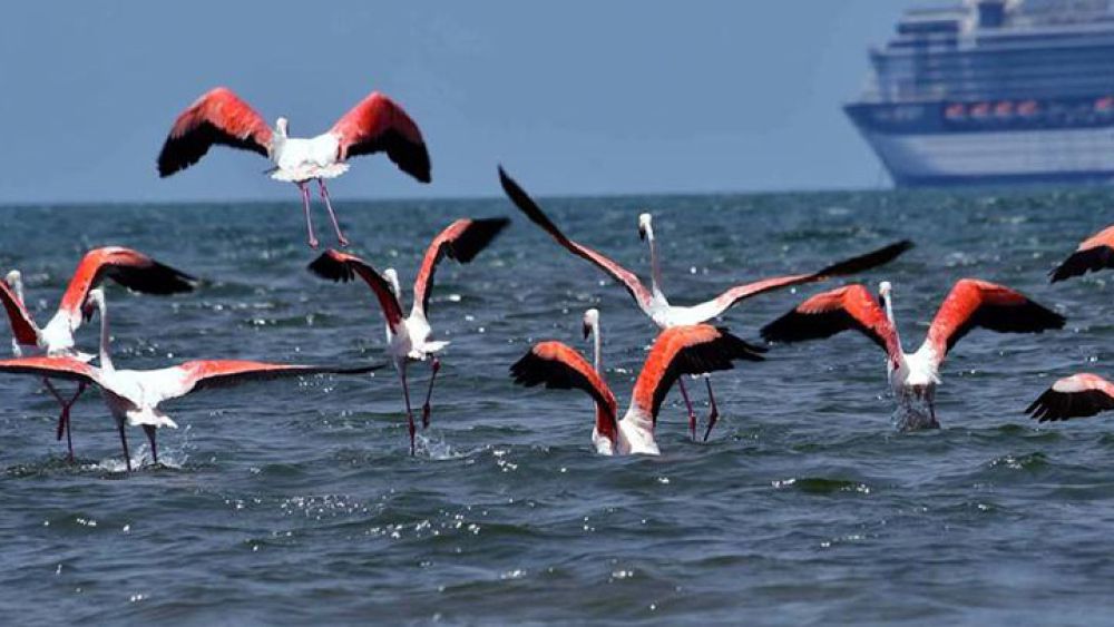 «Και σύννεφα από ροζ πουλιά φλαμίνγκο» στην παραλία του Ναυπλίου