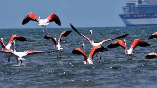 «Και σύννεφα από ροζ πουλιά φλαμίνγκο» στην παραλία του Ναυπλίου