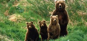 Καστοριά: Αρκουδάκια σκοτώθηκαν σε τροχαίο και η μάνα τους τα έθαψε!