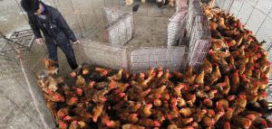 Η Δανία θανάτωσε χιλιάδες κοτόπουλα λόγω γρίπης των πτηνών