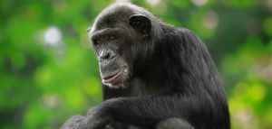 Αντιδράσεις για τη θανάτωση του χιμπατζή - Αττικό Πάρκο: Δεν είχαμε άλλη επιλογή