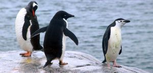 Δραματική μείωση του αριθμού των πιγκουίνων