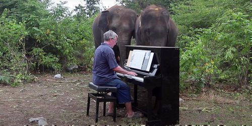 Ο Paul Barton παίζει πιάνο σε ελέφαντες που σώθηκαν από την αιχμαλωσία