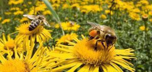 10 τραγούδια για το Μέλι και τις Μέλισσες