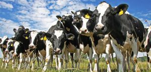 Νέα Ζηλανδία: η χώρα θέλει να φορολογήσει το ρέψιμο των αγελάδων