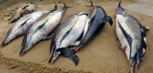 Εκατοντάδες νεκρά δελφίνια στις γαλλικές ακτές
