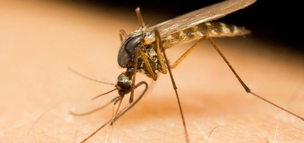Κουνούπια: Πώς να προστατευτούμε από τα τσιμπήματα
