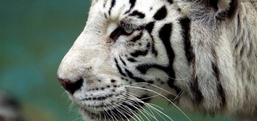 Λευκός τίγρης σκότωσε φύλακα ζωολογικού κήπου στην Ιαπωνία