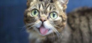 Πέθανε η Λιλ Μπαμπ, η πιο διάσημη γάτα του κόσμου