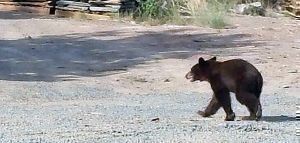 Αρκουδάκι κάνει επισκέψεις σε σπίτι στο Πάπιγκο