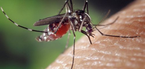 Πώς ακριβώς μας τσιμπούν τα κουνούπια και τι συμβαίνει στο σώμα μας