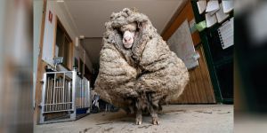 Πρόβατο βρέθηκε μετά από χρόνια με 35 κιλά μαλλί πάνω του
