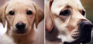 8 σκυλάκια να ξεχωρίσετε ποιο είναι αληθινό και ποιο από τεχνητή νοημοσύνη