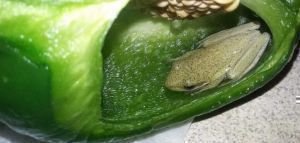 Βρήκαν ζωντανό βάτραχο μέσα σε πράσινη πιπεριά!