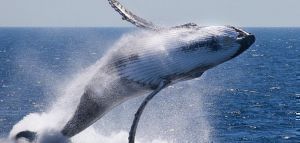 Φάλαινα 20 μέτρων εμφανίστηκε στη Μάνη!