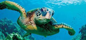Απίστευτο: Θαλάσσιες χελώνες έκαναν επίθεση σε λουόμενους στη Μάνη